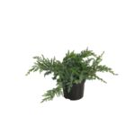 Jałowiec Schlagier wys. 15-20 cm don. 2 l