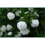 Kalina 'Roseum' wys. 30-40 cm don. 2 l