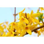 Forsycja C2 20-30 cm