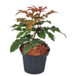 Mahonia C2 10-15 cm