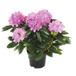 Różanecznik wys. 45 cm don. 5 l