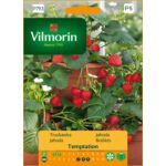 Truskawka Temptation 0,02 g Vilmorin Garden