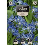 Lilia Afrykańska Agapant 1 sztuka Eden