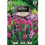 Babiana Kew Hybrids 5 sztuk Eden
