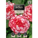 Begonia bulwiasta dwukolorowa Marmorata 2 sztuki Eden
