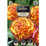 Begonia bulwiasta dwukolorowa Picotte 2 sztuki Eden