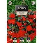Begonia bulwiasta kaskadowa czerwona 2 sztuki Eden