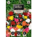 Begonia bulwiasta kaskadowa mix 3 sztuki Eden