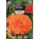 Begonia bulwiasta podwójna Apricot 3 sztuki Eden