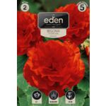 Begonia bulwiasta podwójna czerwona 2 sztuki Eden