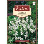 Cebulica dzwonkowata biała 7 sztuk Eden