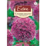 Czosnek Allium Aflatunense 3 sztuki Eden