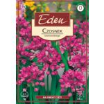Czosnek Ostrowskiego Allium Oreophilum 15 sztuk Eden