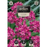 Czosnek Ostrowskiego ciemno różowy 8 sztuk Eden