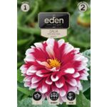Dalia dekoracyjna Jamaica 1 sztuka Eden