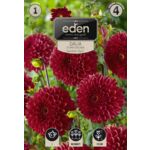 Dalia pomponowa Downham Royal 1 sztuka Eden