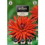 Dalia kaktusowa Bergers Rekord 1 sztuka Eden