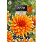 Dalia kaktusowa Color Spectacle 1 sztuka Eden