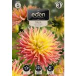 Dalia kaktusowa Fringed Star 1 sztuka Eden