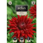 Dalia kaktusowa Helga 1 sztuka Eden