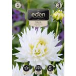 Dalia kaktusowa My Love 1 sztuka Eden