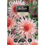 Dalia kaktusowa Preference 1 sztuka Eden