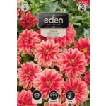 Dalia karłowa balkonowa Berliner Kleene 1 sztuka Eden