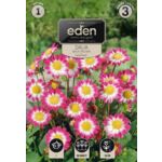 Dalia karłowa balkonowa Sweetheart 1 sztuka Eden