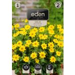 Dalia karłowa balkonowa Top 1 sztuka Eden