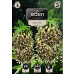 Eucomis Bicolor 1 sztuka Eden