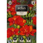 Frezja pełna 10 sztuk Eden