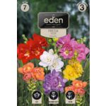 Frezja pełna mix 7 sztuk Eden