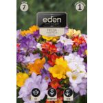 Frezja pojedyńcza mix 7 sztuk Eden