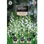 Galtonia Candicans 1 sztuka Eden