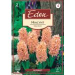 Hiacynt Gipsy Queen 2 sztuki Eden