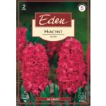 Hiacynt Jan Bos 2 sztuki Eden