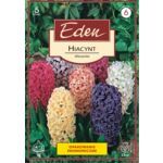 Hiacynt mix 5 sztuk Eden