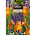 Irys holenderski Bronze Queen 10 sztuk Eden