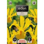 Irys holenderski Golden Harvest 20 sztuk Eden
