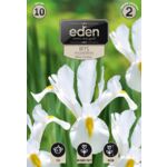 Irys holenderski White Excelsior 10 sztuk Eden