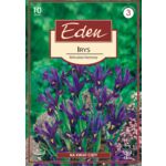 Irys Reticulata 10 sztuk Eden