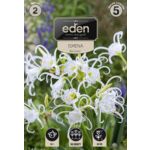 Ismena biała 2 sztuki Eden