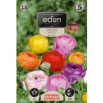 Jaskier mix 15 sztuk Eden