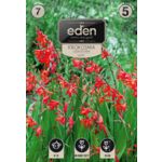 Krokosmia Lucifer 7 sztuk Eden