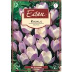 Krokus botaniczny Blue Pearl 10 sztuk Eden
