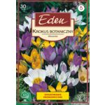 Krokus botaniczny mix 30 sztuk Eden