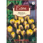 Krokus wiosenny Gipsy Girl - 13 sztuki Eden