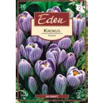 Krokus wiosenny Pickwick - 10 sztuk Eden