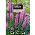 Liatra kłosowa Liatris Spicata 10 sztuk Eden