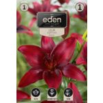 Lilia azjatycka America 1 sztuka Eden